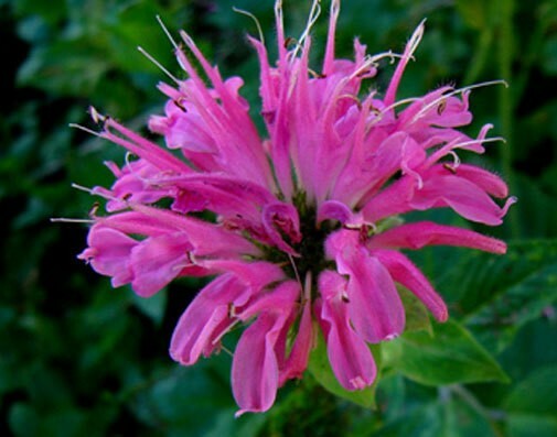 Monarda media | Purple Bergamot | 200_Seeds