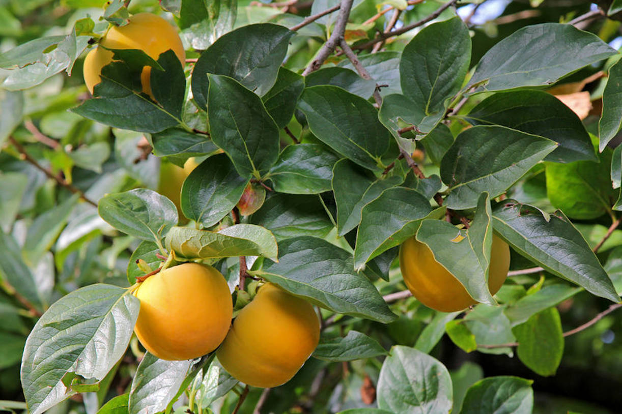 10 All Natural Tropical Heirloom Seeds East Indian Ebony – Diospyros melanoxylon