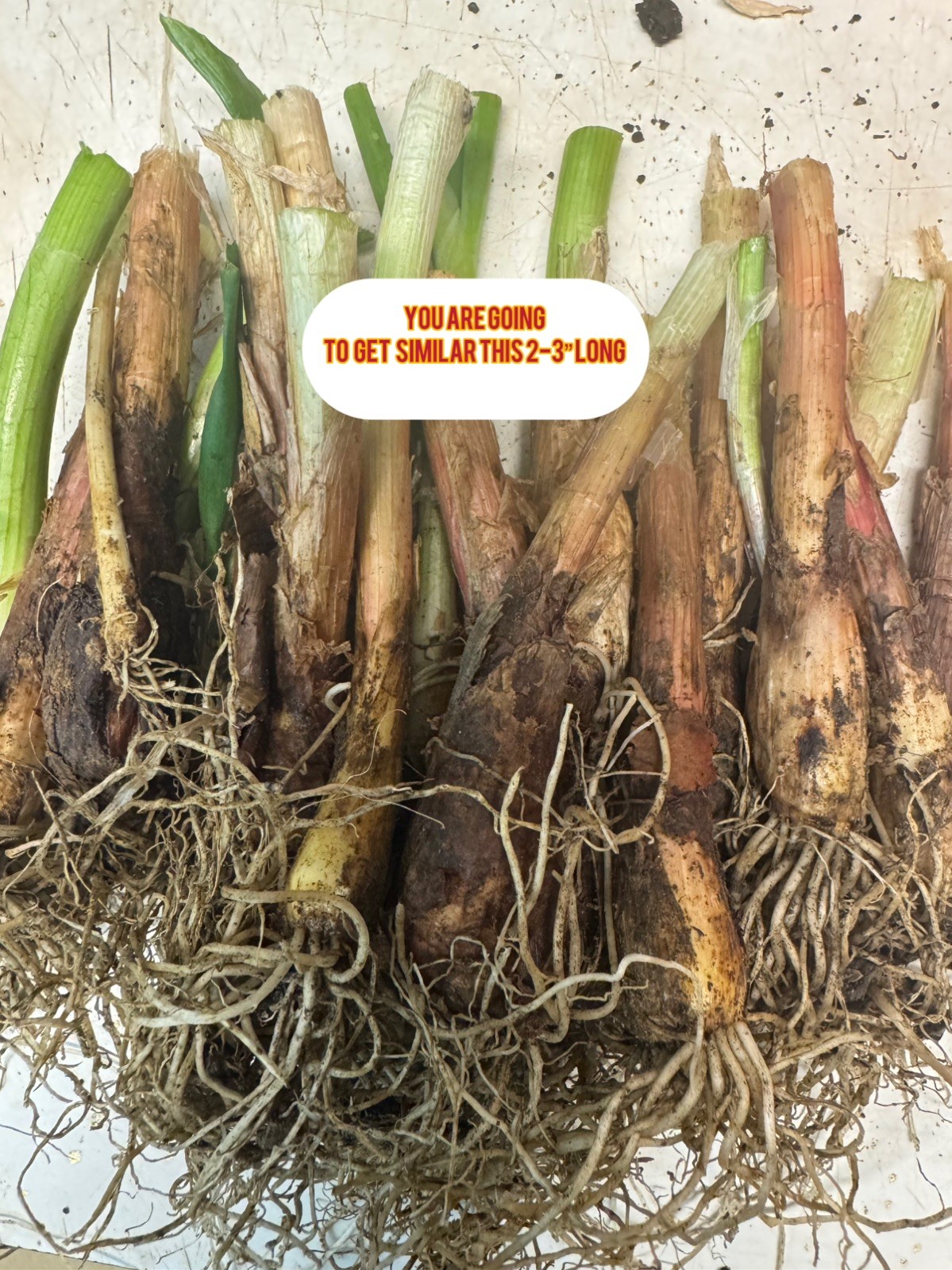 Egyptian Walking Onion Top Set Cluster of 25 plants matured plants see read