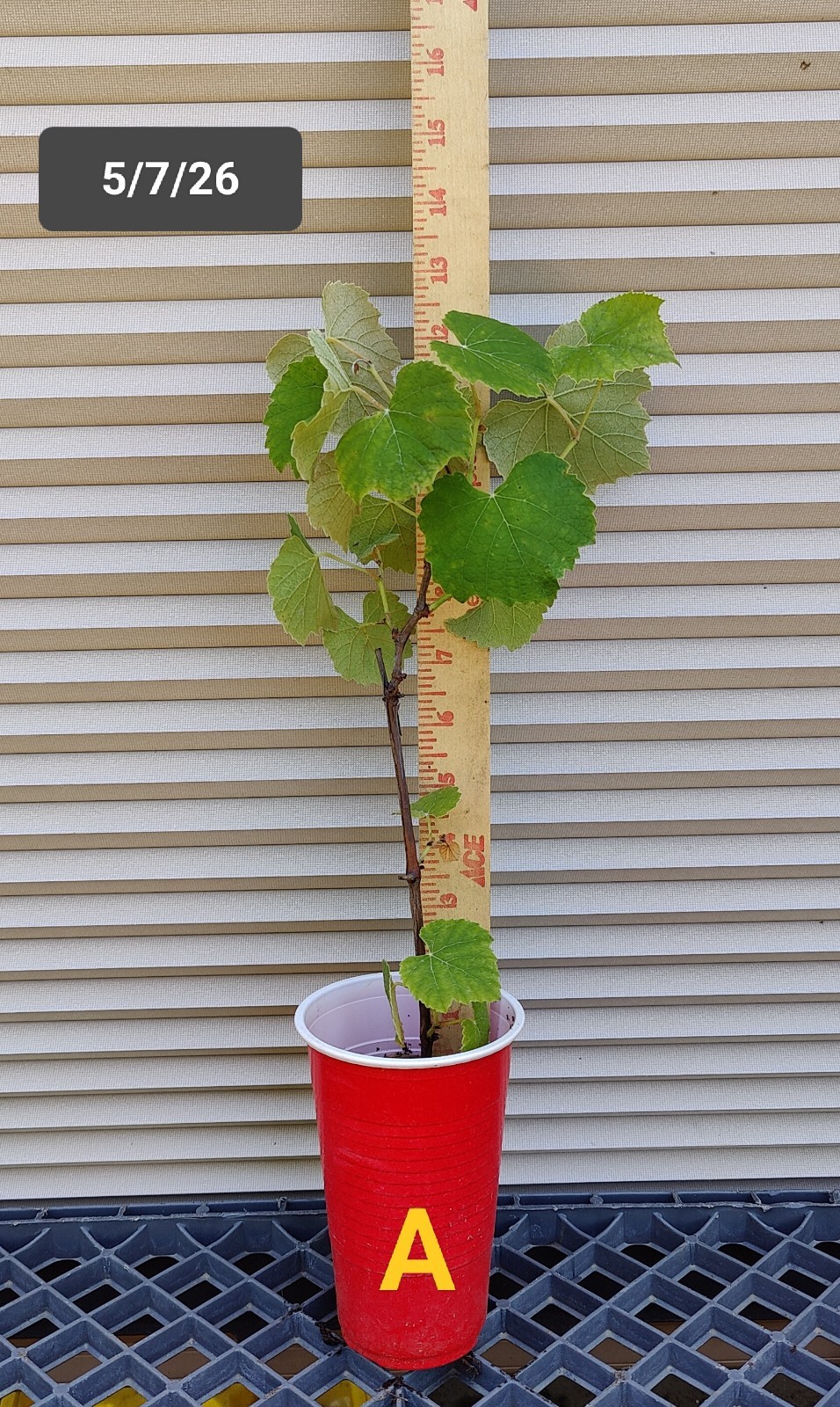 1 (One) of Live Plant of “NIAGARA” GRAPE rooted about 12″ tall