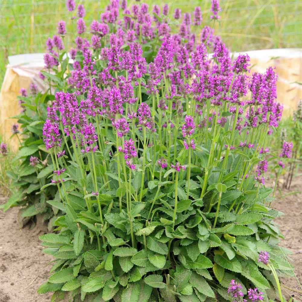 1000 Seeds Stachys Officinalis Betony Herb Seeds