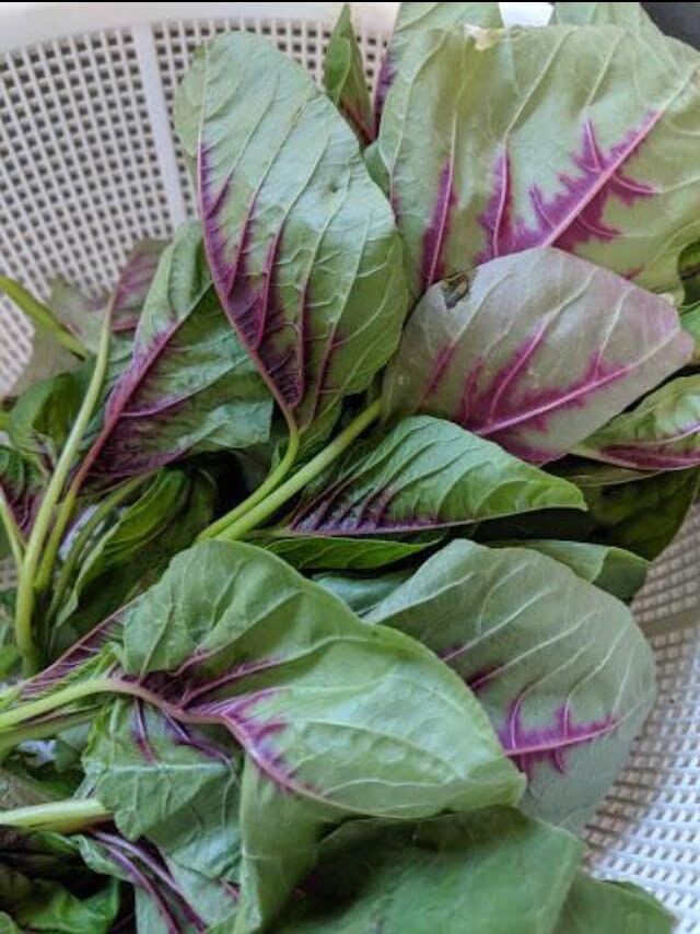 5x 5000+ SEEDS RED AMARANTH STRIPE LEAF CHINESE SPINACH YIN CHO Rau Den Tia