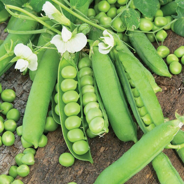 Little Marvel English Shelling Pea Seeds |Heirloom Sweet Snap Peas Seed 2024 NEW