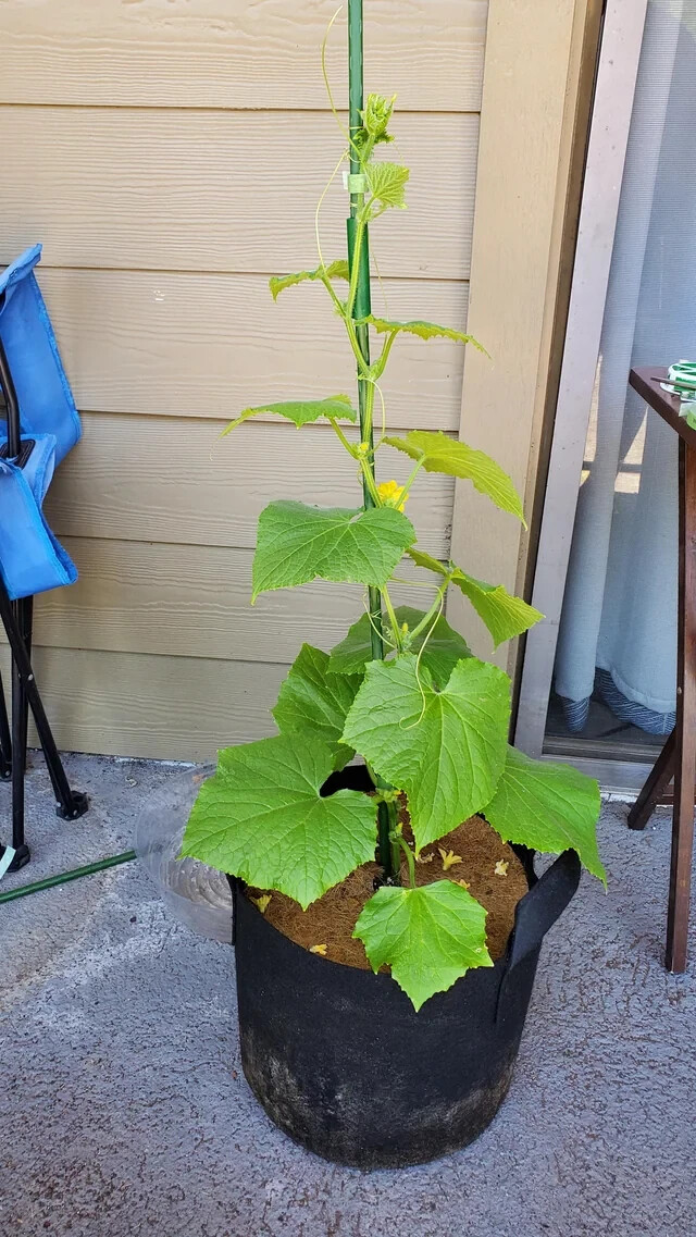 35 SPACEMASTER CUCUMBER SEEDS ~ heirloomseedguy ~ NON-GMO ~ 2026