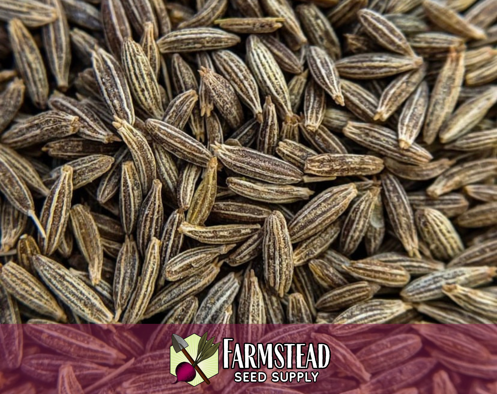 600+ Cumin Seeds | Indian Herb Gardening Seed Packet for Growing Cumin Spice