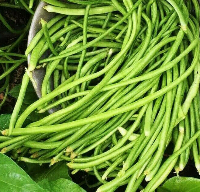 White Yard Long Bean Seeds | USA Asparagus Green Chinese Asian Seed For 2024