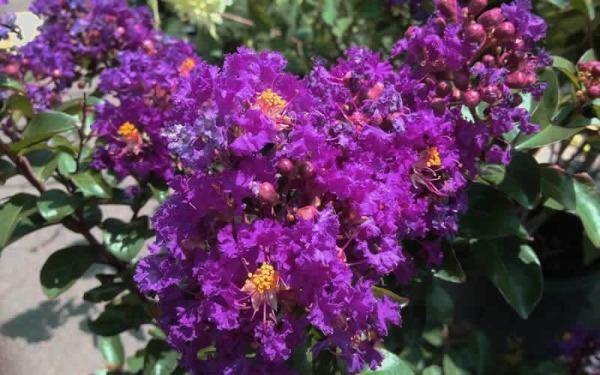 Lagerstroemia indica Catawba | Crape Myrtle | 20 Seeds