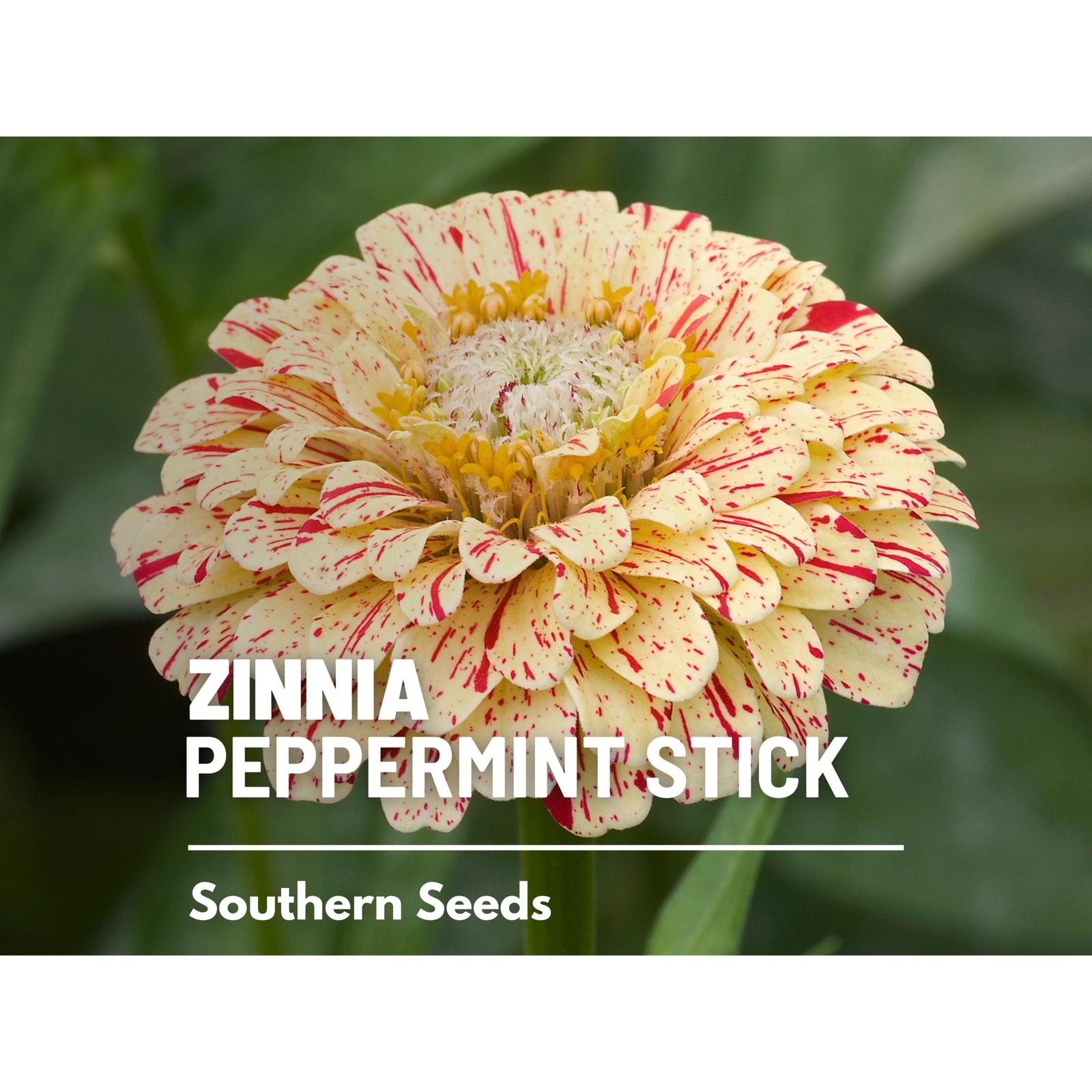 Zinnia, Peppermint Stick – 100 Seeds – Candy-Striped (Zinnia Elegans)
