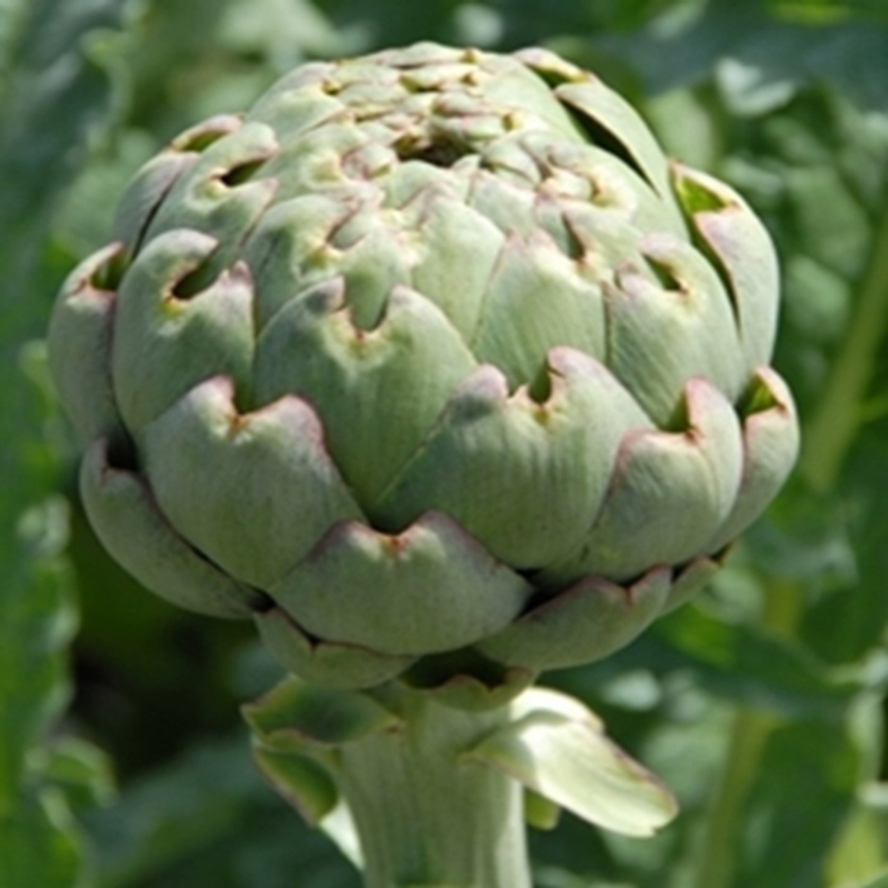 Green Globe Artichoke 20 Seeds. Free Shipping!