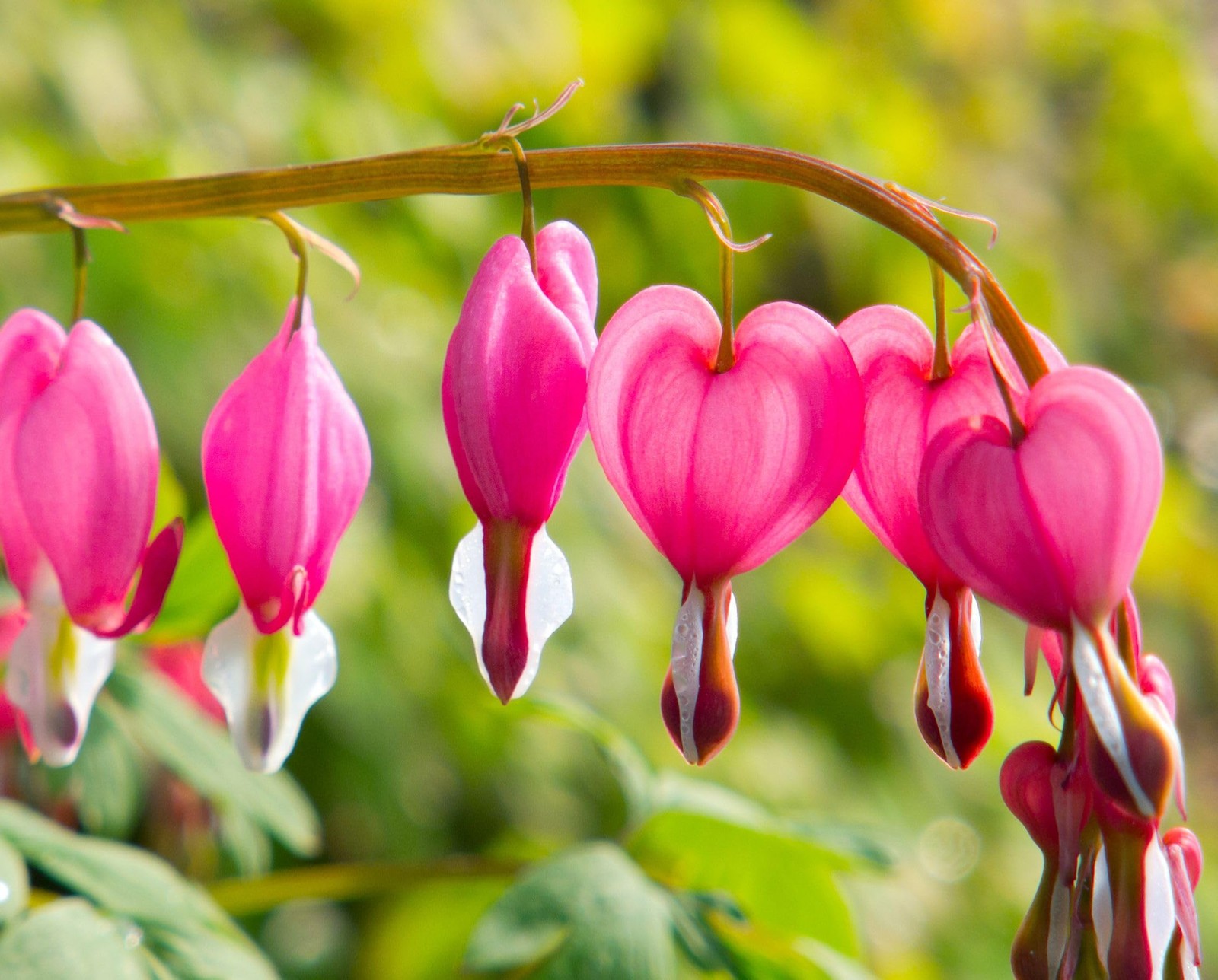 20 pcs Rare Mix Color Red Pink Purple White Bleeding Heart Seeds Shade Flower…