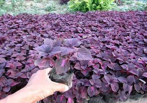 Coleus Black Purple 20 seeds / Coleus scutellarioides.(#3291)