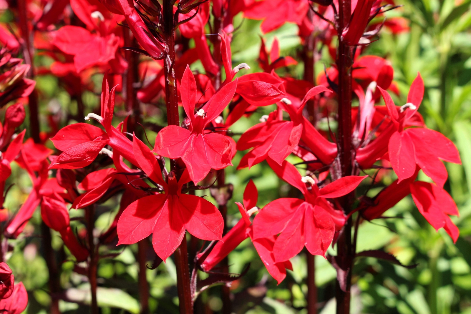 300 CARDINAL FLOWER LOBELIA Cardinalis Flower Seeds