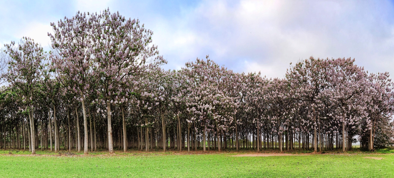 400 ROYAL PAULOWNIA EMPRESS TREE Tomentosa Flower Seeds Seeds *Flat S/H