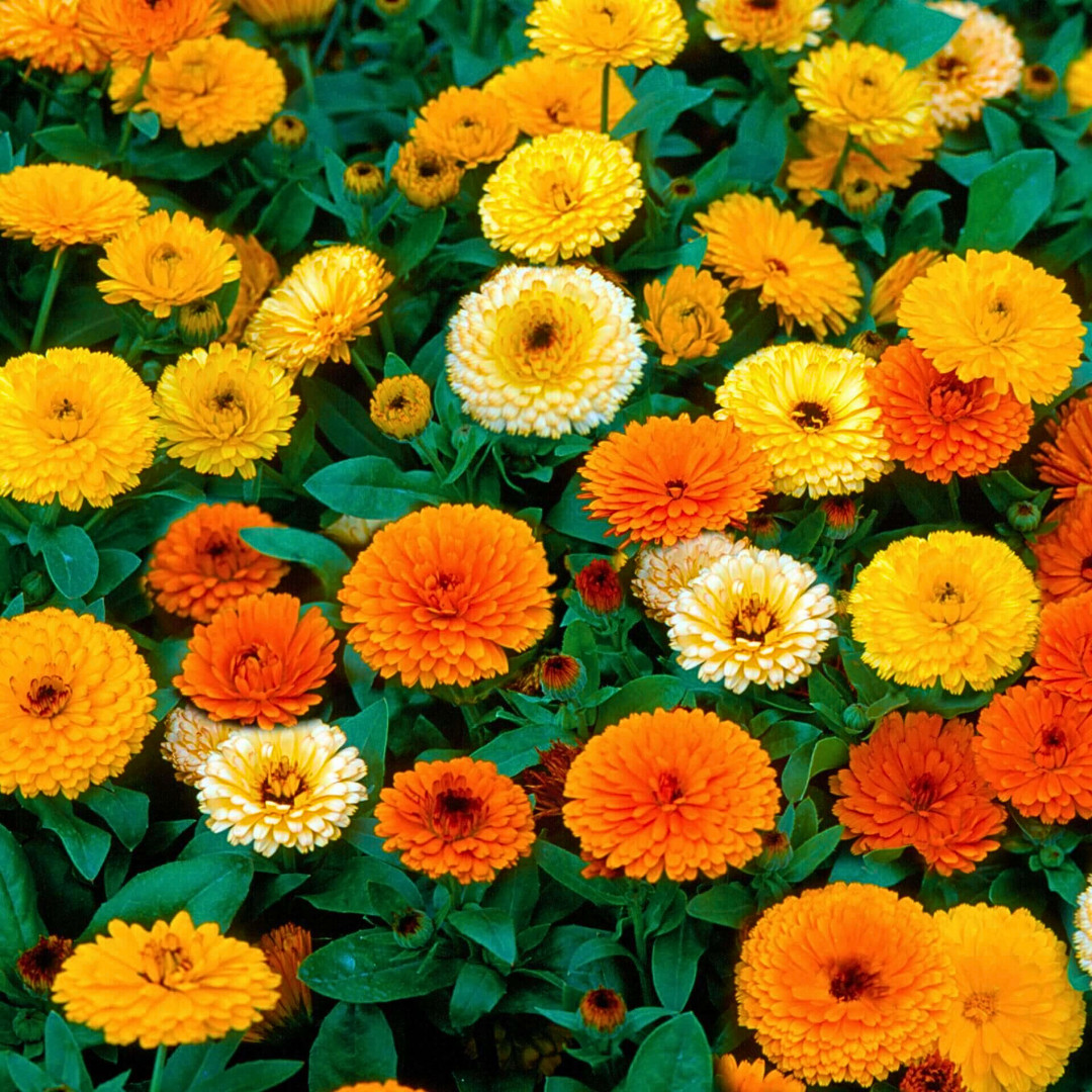 Fresh Premium Pacific Beauty Calendula Seeds | Heirloom Non-GMO | Flower Seeds