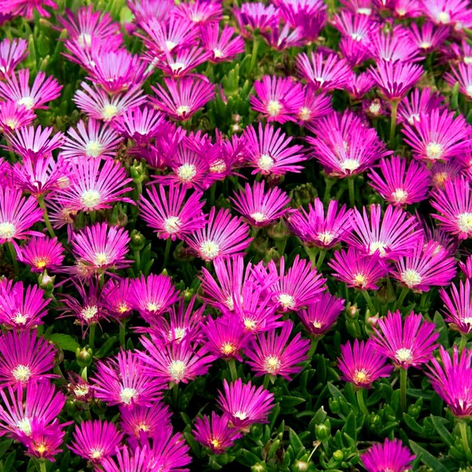 20 ICE PLANT Seeds (Delosperma Cooperi) Daisy Flower Hardy Ground Cover Plant