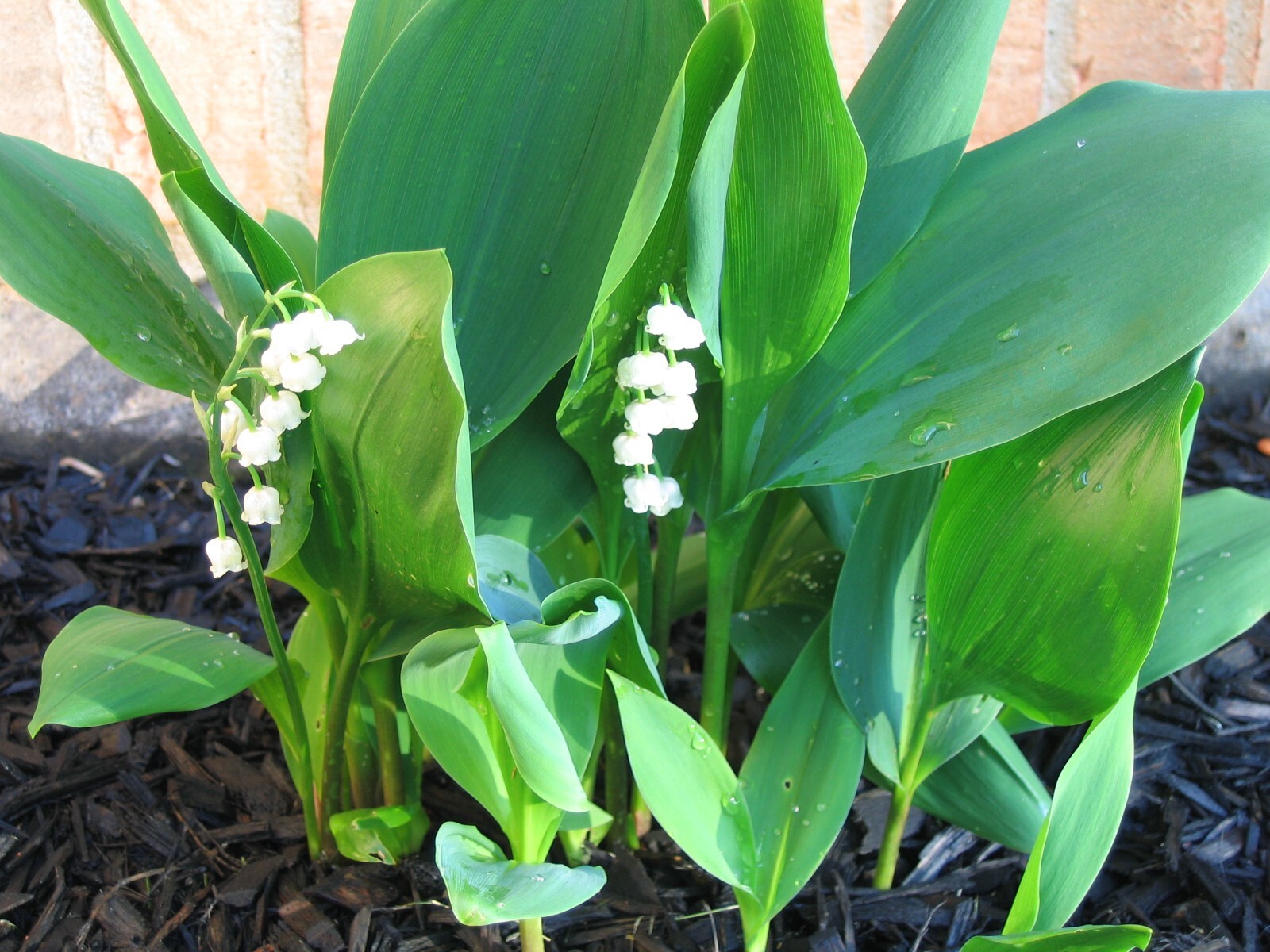 5 Rhizomes (Pips) Lily of The Valley, Convallaria Majalis, May Bells Mary’s Tear
