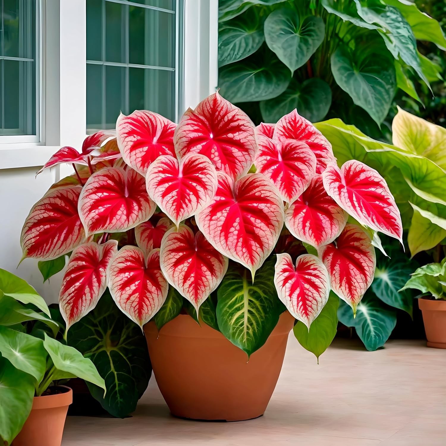 Stunning 6 Crimson Sky Caladium Bulbs – Heirloom Tropical Foliage for Containers