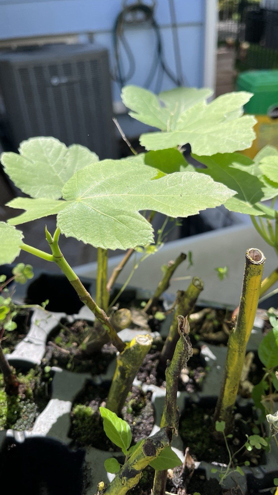 Fig Tree White Marseilles Plant well rooted starter plant 3-5 inches tall