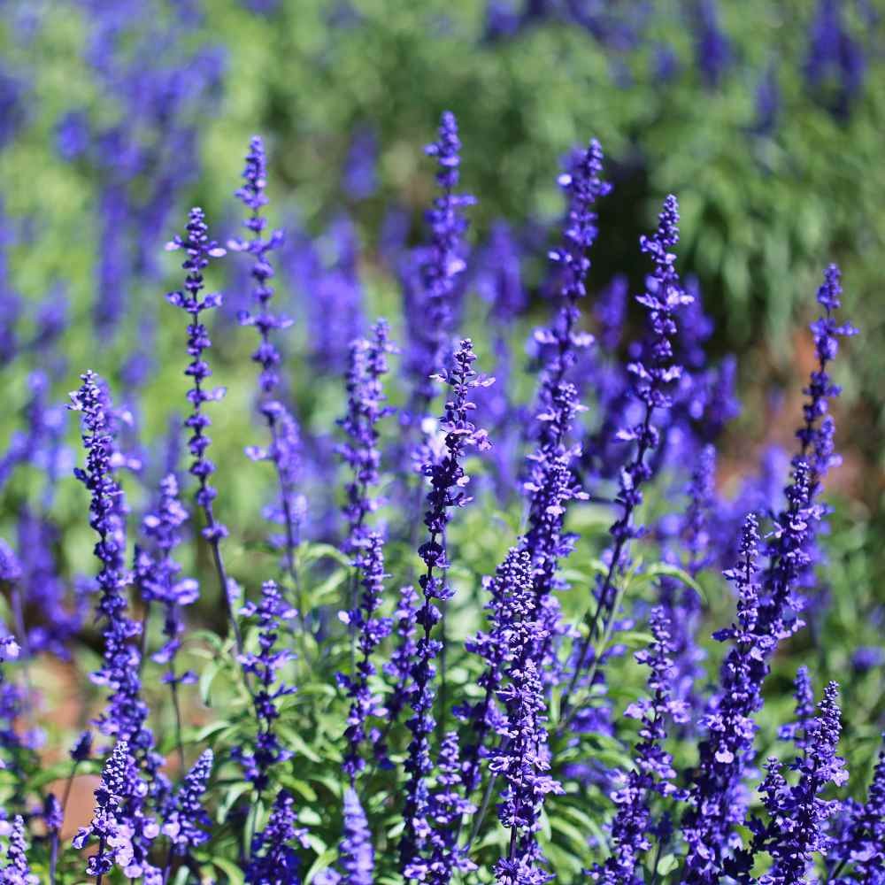 5000 Seeds Salvia Farinacea Drought Tolerant Blue Sage Wildflower Seeds