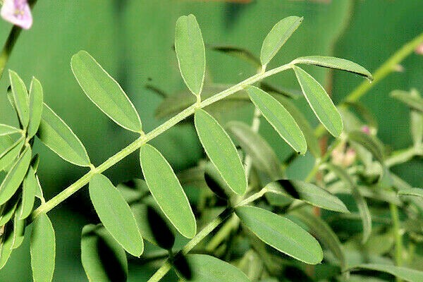 51+UTAH Northern SWEETVETCH Seeds Native Wildflower Drought Heat Cold Poor Soils