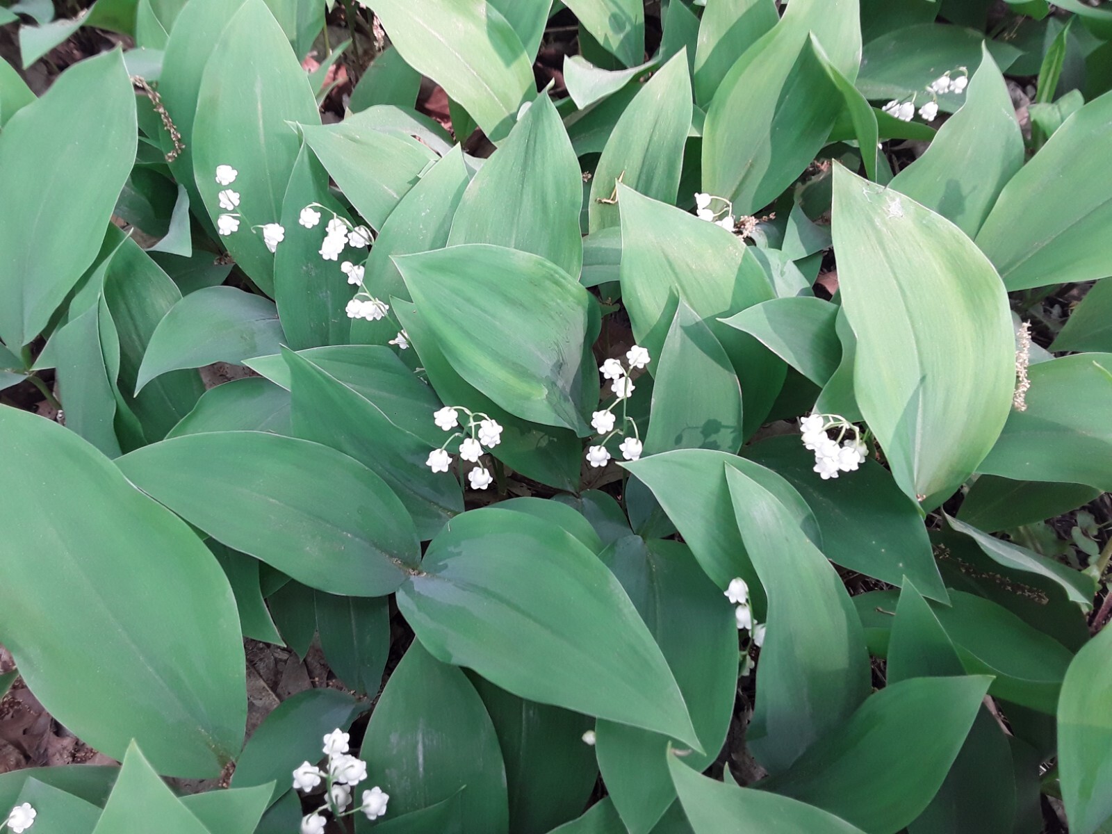 Convallaria majalis — Lily of the Valley 20 bare-root plants — from Michigan!