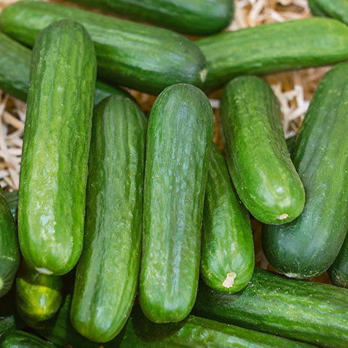 150 Heirloom Organic Straight Eight Cucumber Seeds – Bitter Free! Sweet&Crisp!