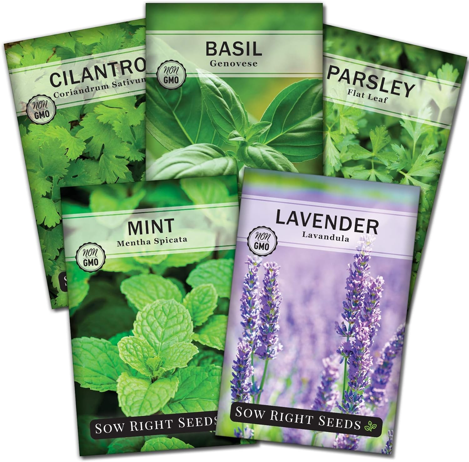 – Most Popular Herb Seed Collection for Planting – Mint, Lavender, Sweet Basil,
