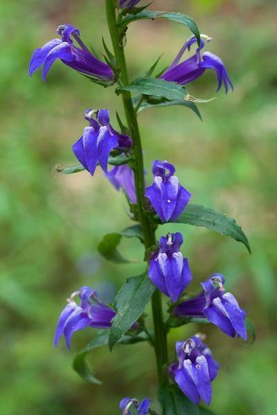 Lobelia siphilitica | Blue Cardinal Flower, | Big Blue Lobelia | 200 Seeds