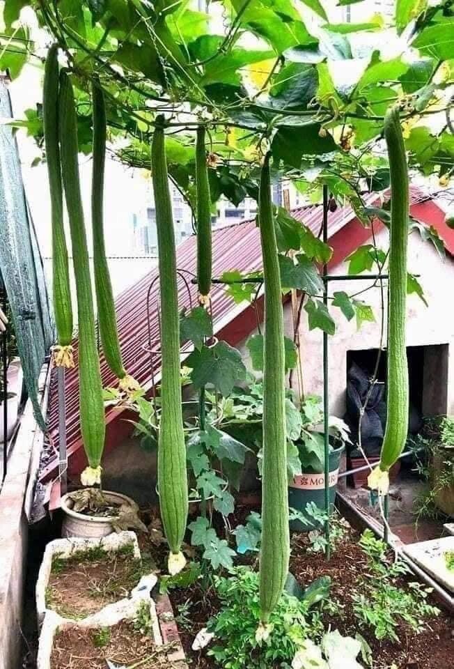 Luffa Gourd Seeds Loofah Mướp Siêu Dài 20ct And Mướp Béo Tứ Quý 5 Seeds Taiwan