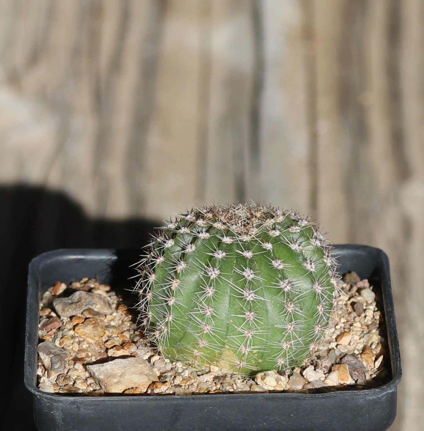 Echinopsis hybrid ‘Morgenzauber’