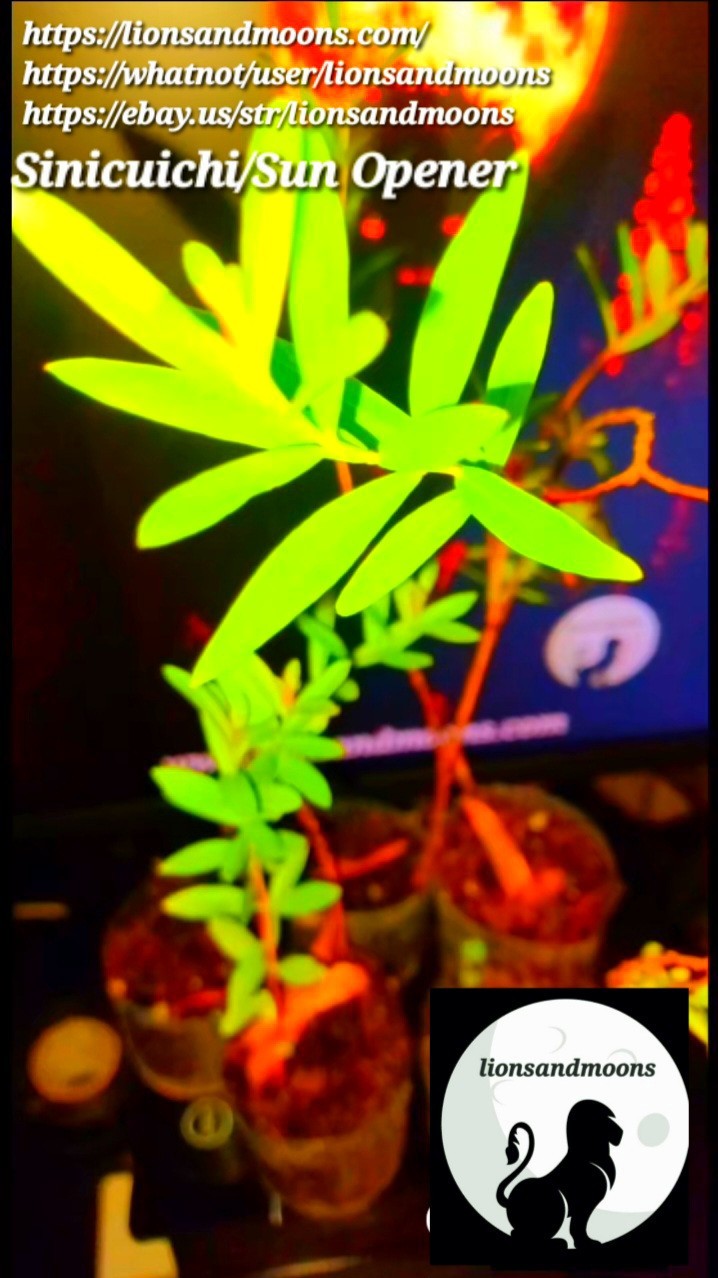 Sun Opener/Sinicuichi Heimia salicifolia Live Plants and Seeds Organic Homegrow