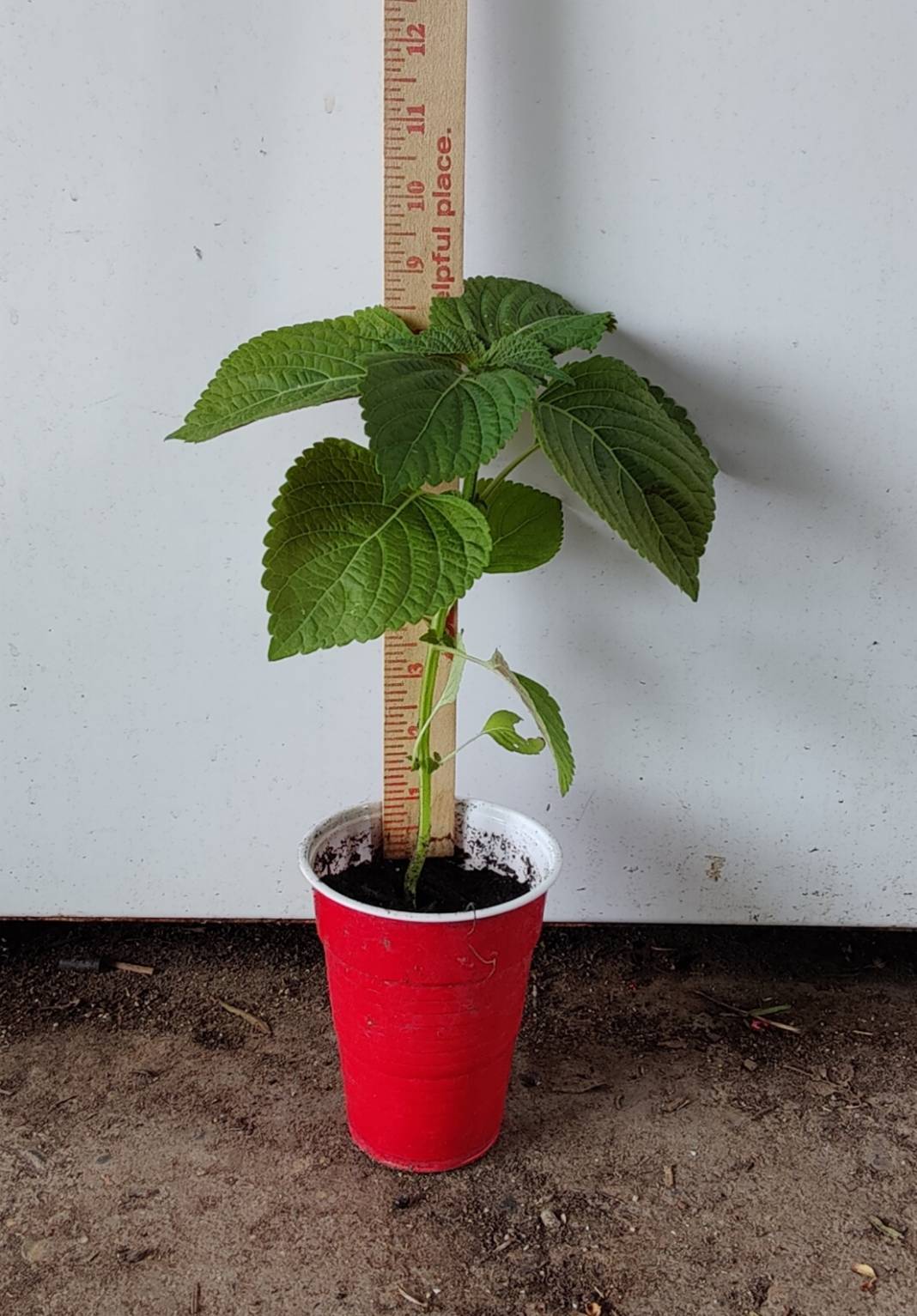 Live Plants of “PERILLA” about 4-9″ tall