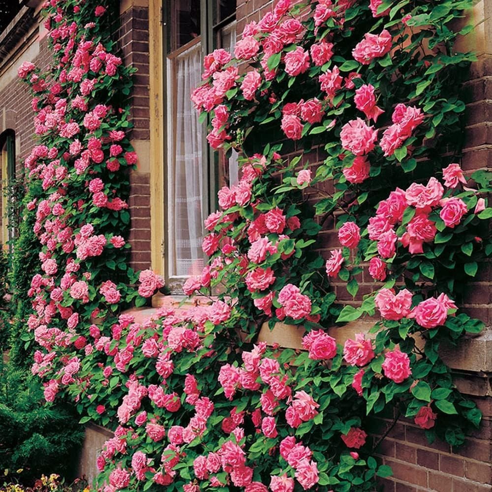 Long-Blooming Mix Climbing Rose Seeds – 200+ Heirloom Seeds for All Seasons