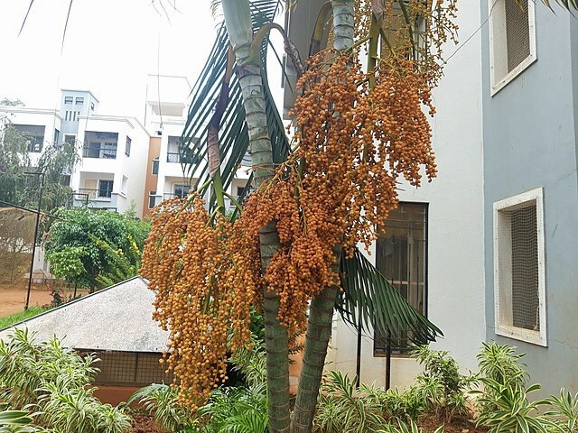 Dypsis lutescens | Areca Palm | 5 Seeds