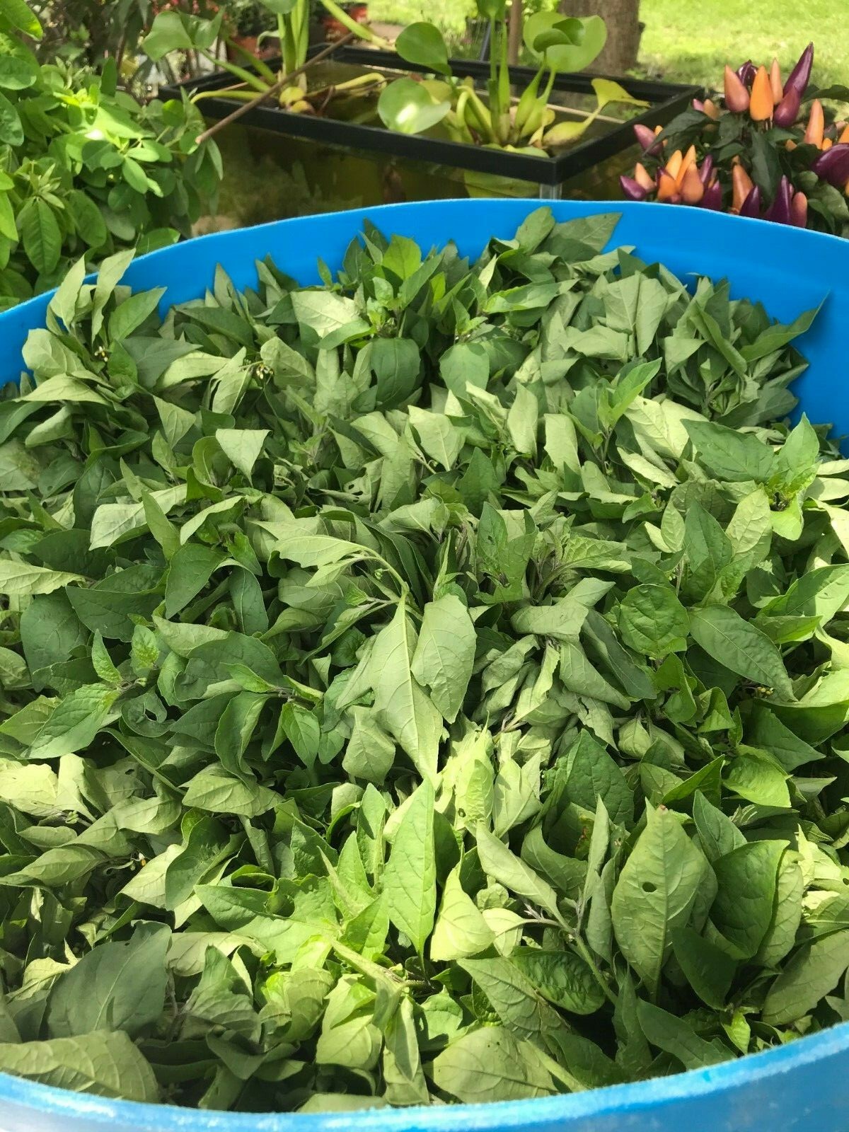 [FREE SHIPPING] 100+ Fresh Premium Hierba Mora Macuy (Nightshade) Seeds