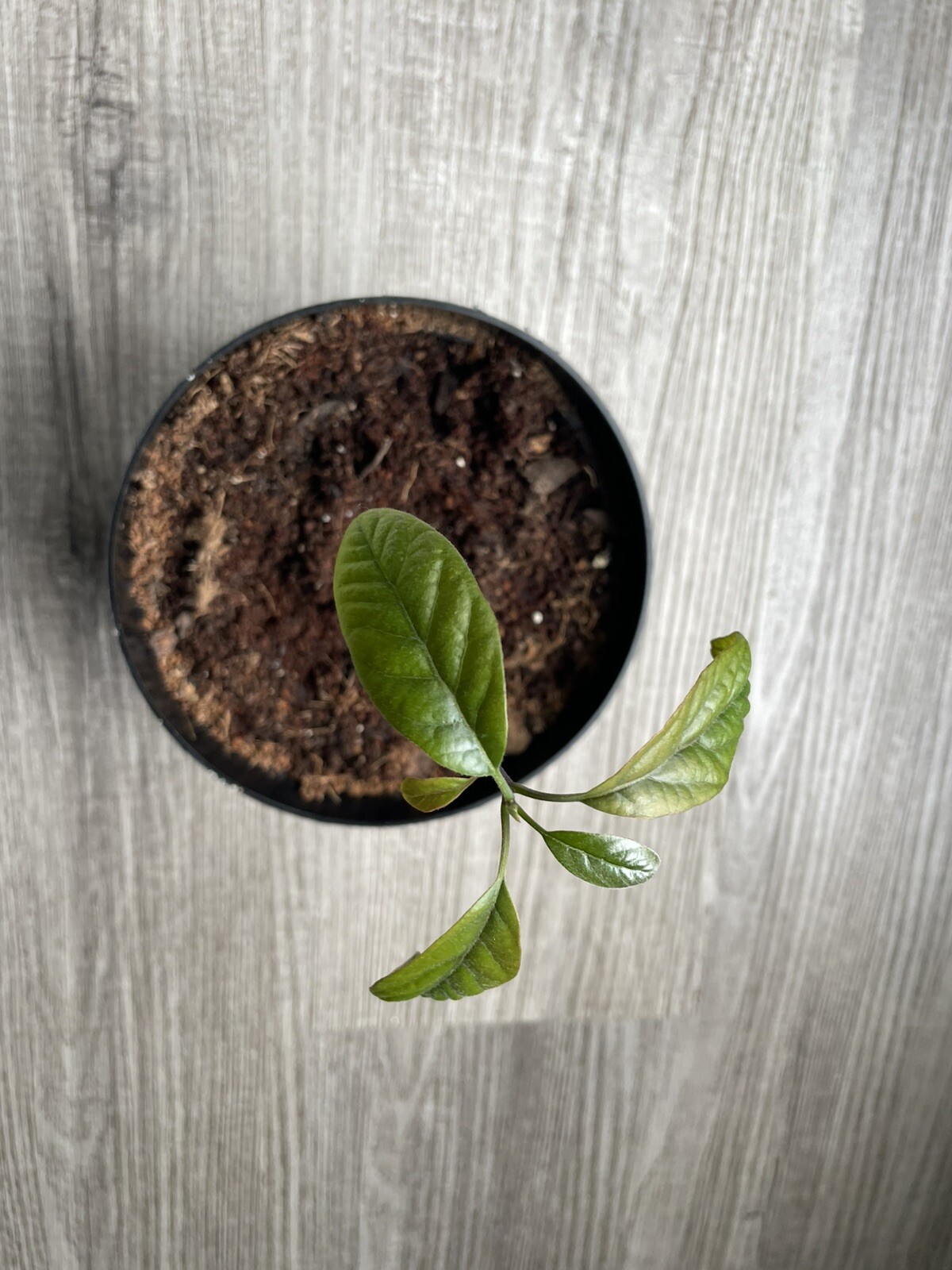 Avocado Plant