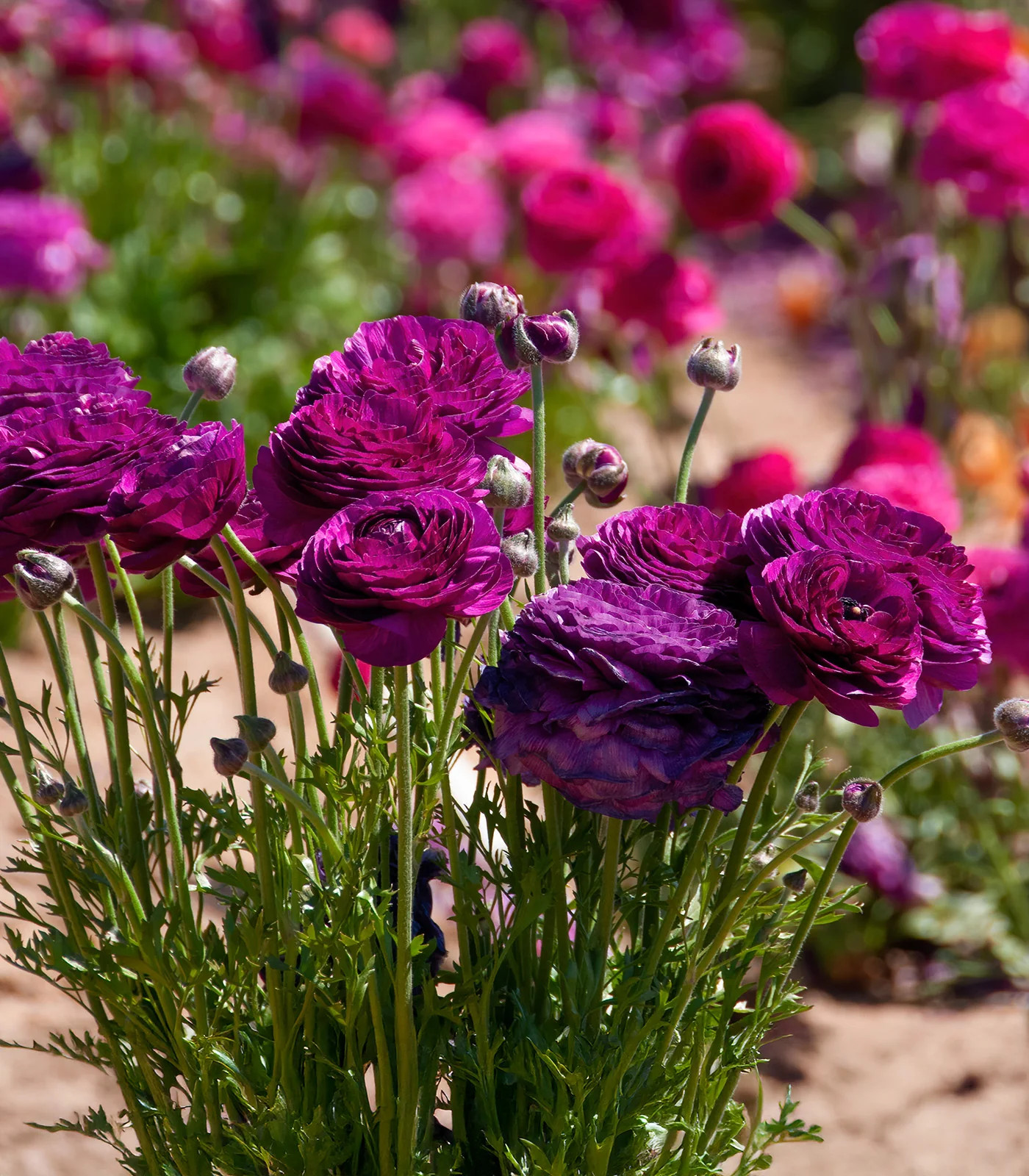 Purple Ranunculus – 10 bulbs