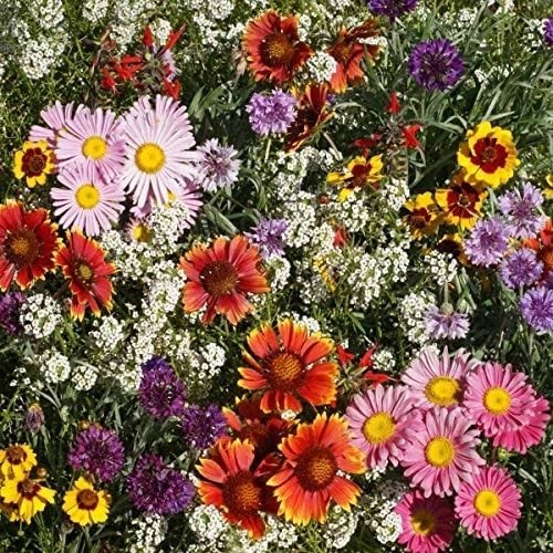 Wildflower Seed Mix 1 lb – Premium Annual & Perennial Blend for Birds & Butterfl