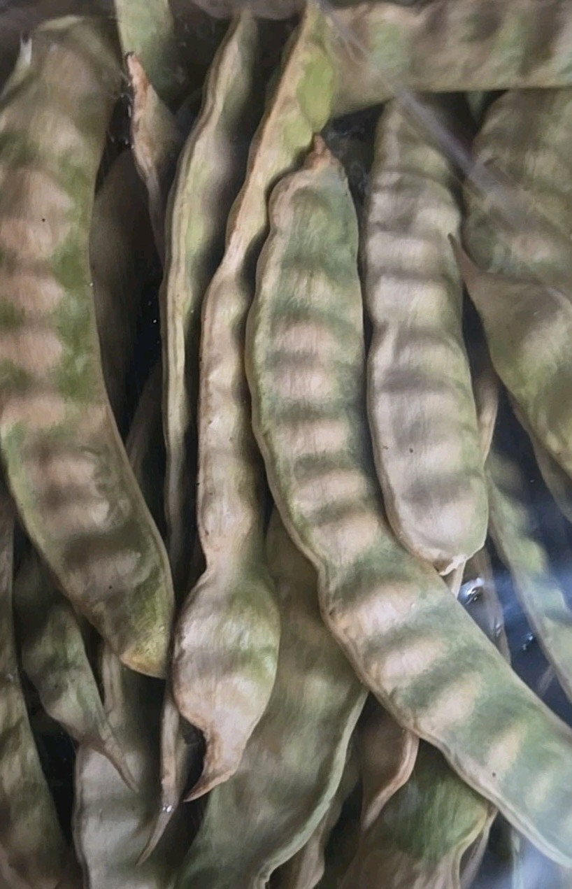 Hybrid Mesquite Tree Pods, Neltuma x: (9) Fresh 2025 Seed Pods