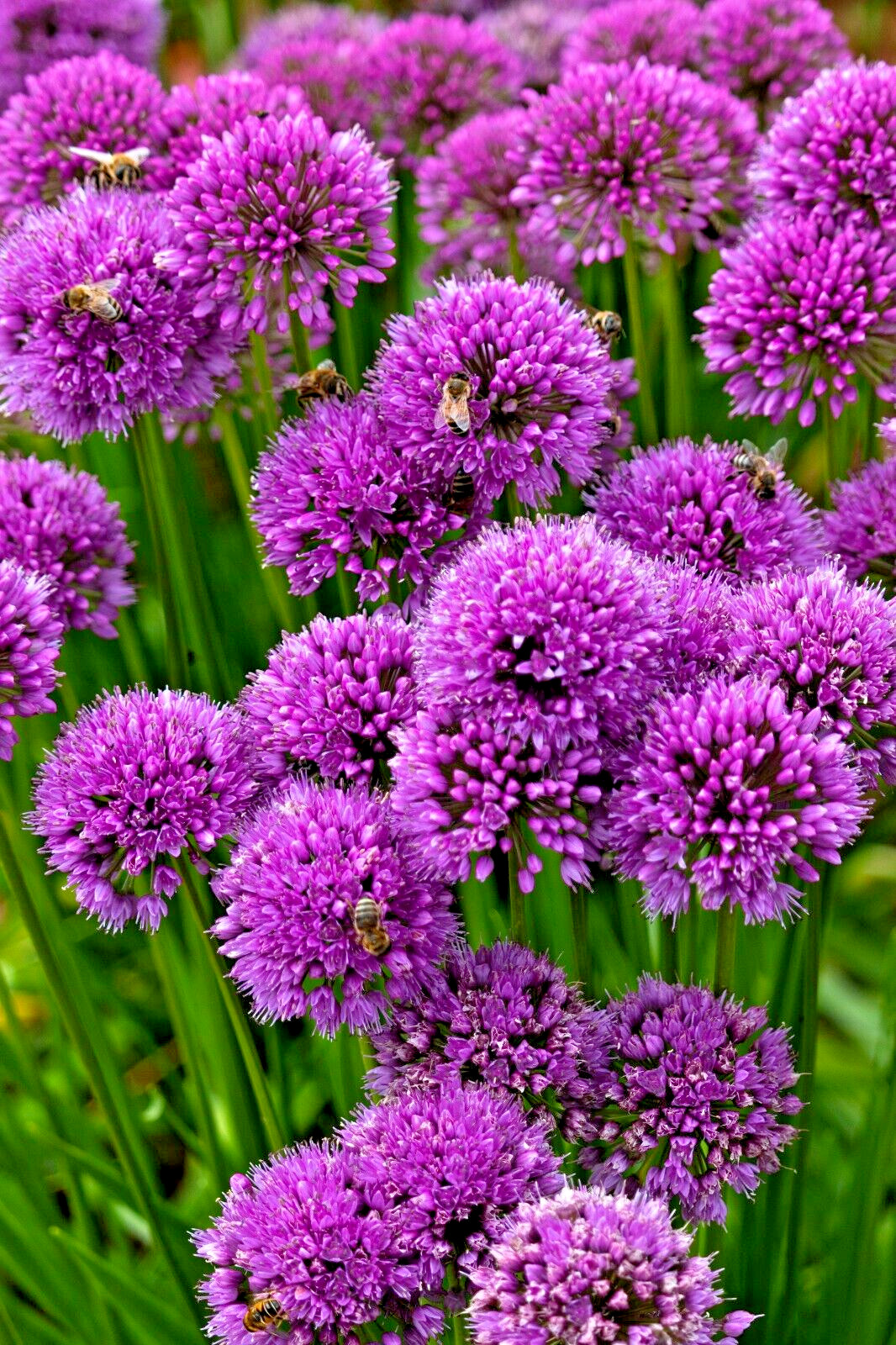 ALLIUM MILLENIUM LAVENDER FLOWERS 200 SEEDS, ORNAMENTAL ONION, HARDY