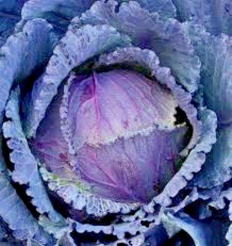 401+RED ACRE Cabbage Seeds Heirloom Spring Fall Vegetable Garden Patio Container