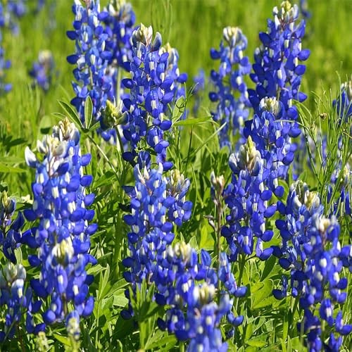 750+ Blue Lupinus Texas Bluebonnet Wildflower Seeds for Planting Home Garden