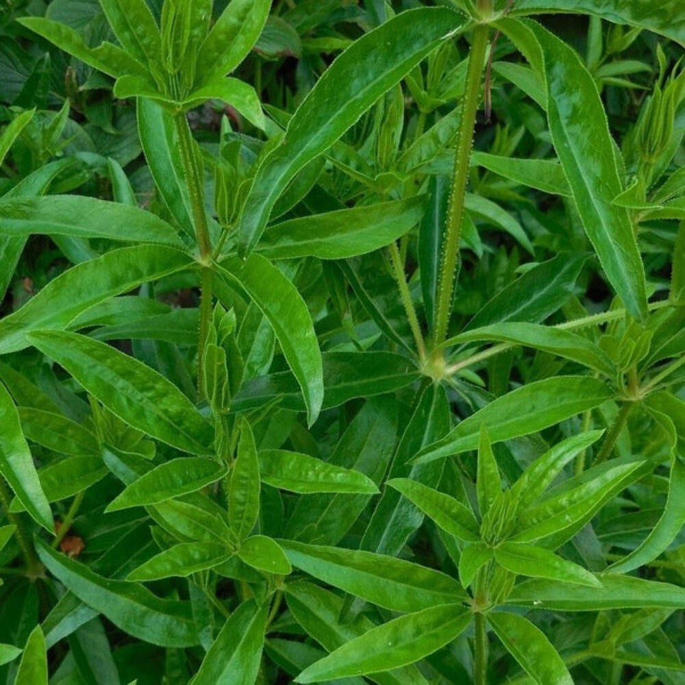 Madder (Rubia tinctorum)