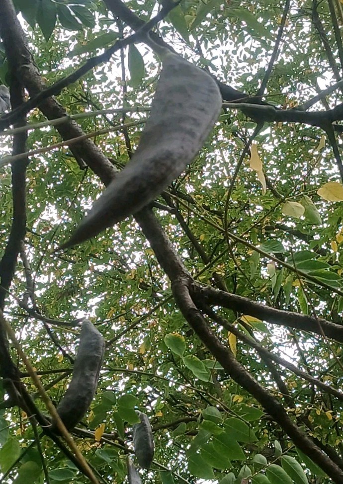 ☆200☆ Kentucky Coffee-Tree Seeds