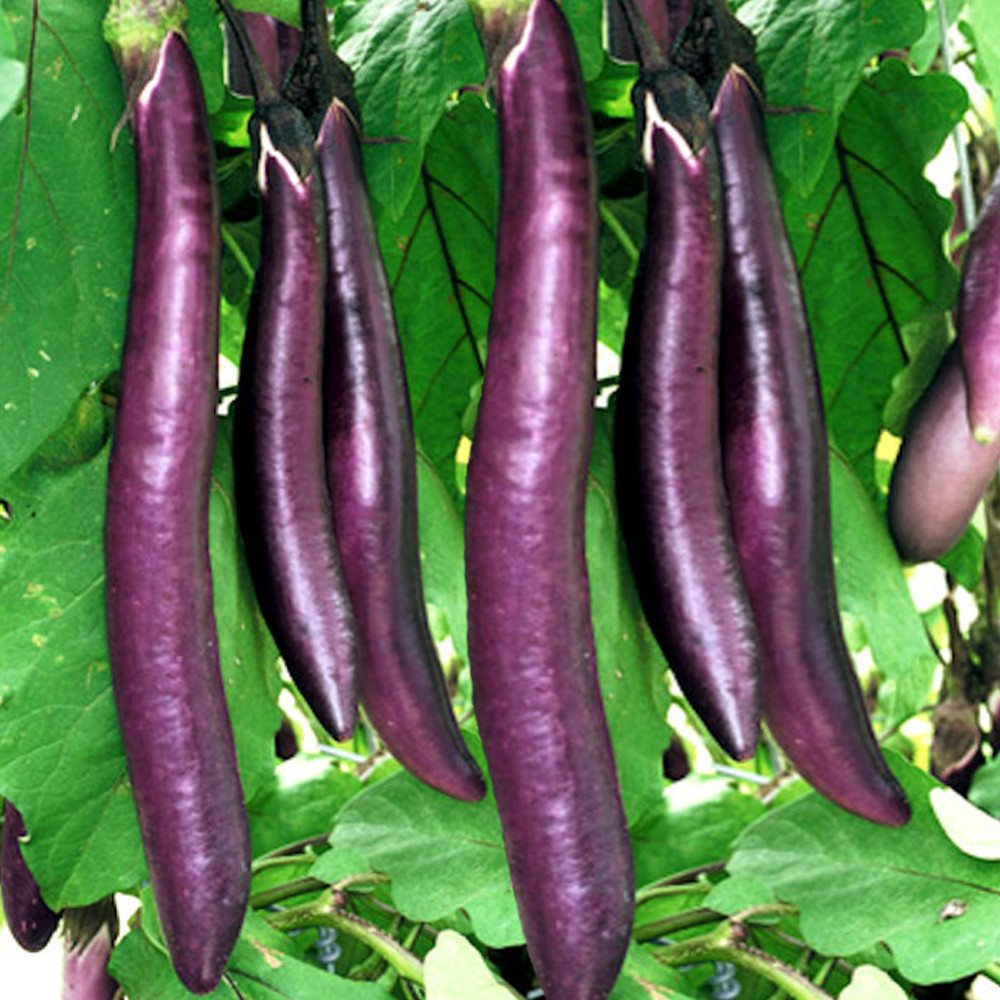 Eggplant Seed: Long Purple Eggplant Italian Fresh Seed