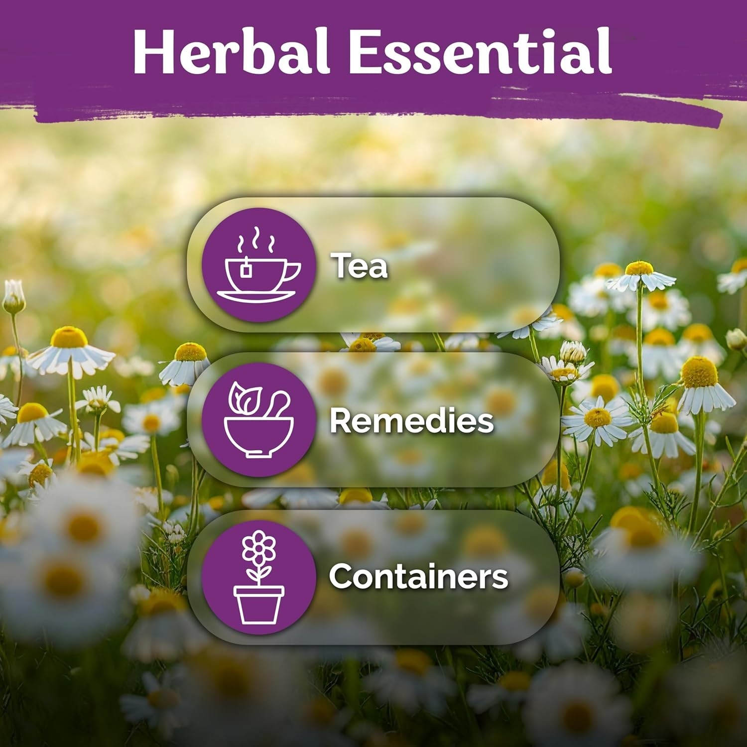 Aromatic German Chamomile Seeds – 2,500 Heirloom Seeds for Tea and Skin Remedies