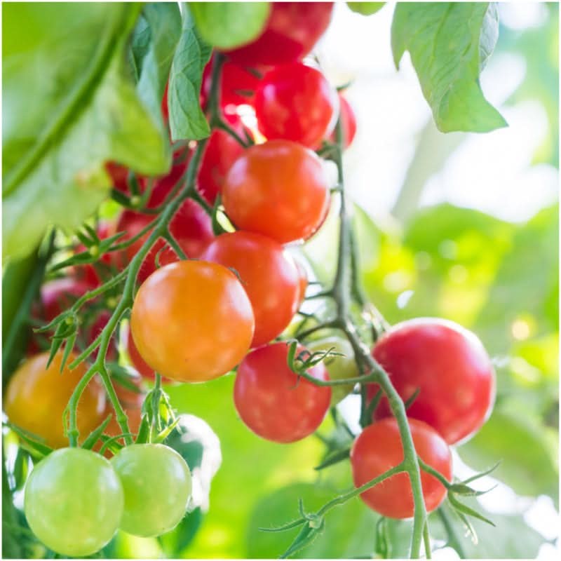 Large Red Cherry Tomato Seeds For Planting (Solanum lycopersicum)