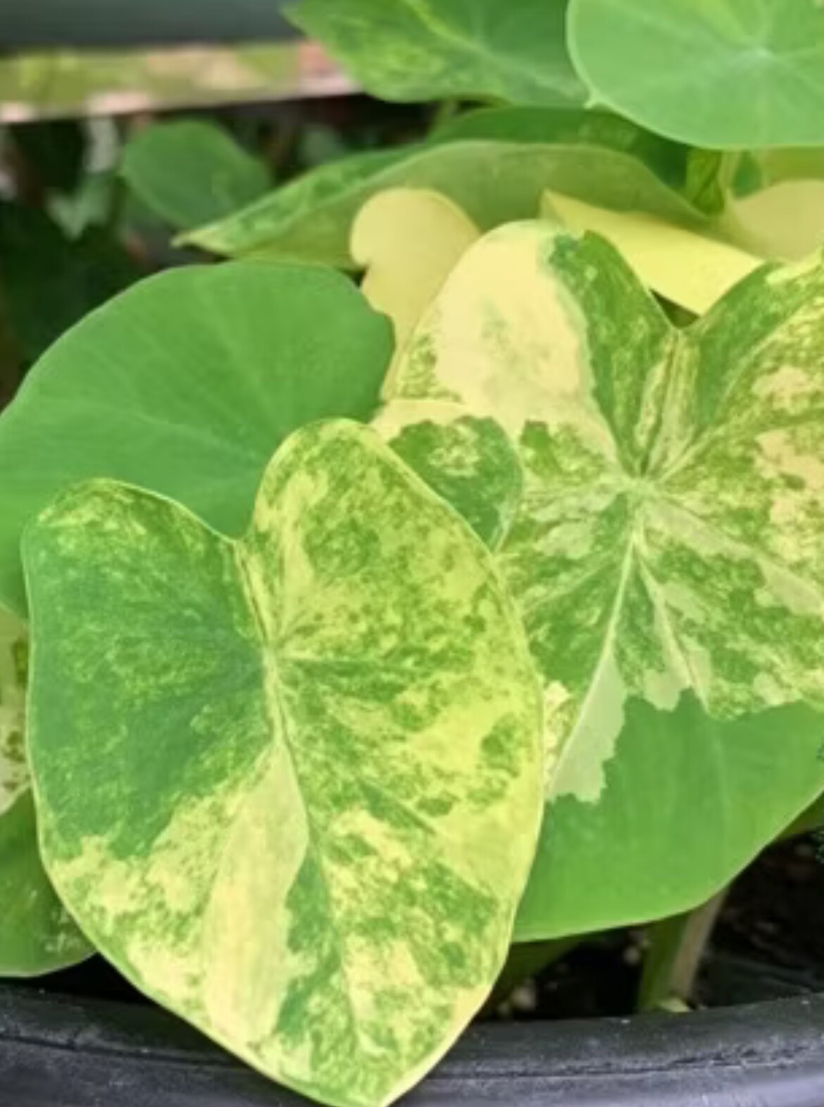 AUTHENTIC Colocasia Yellow Splash 1 bulbs