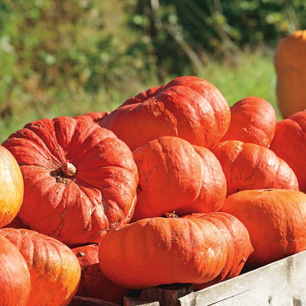 Cinderella Pumpkin Seeds | Rouge vif D’Etampes | Non-GMO | Free Shipping | 1078