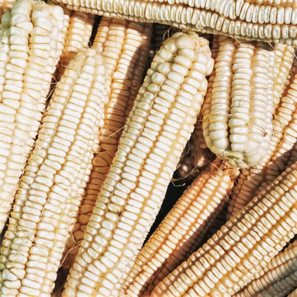 Silver King White Dent Corn Seeds | Open Pollinated Flint Field Feed Silage 2024